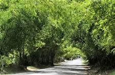 Bamboo Avenue