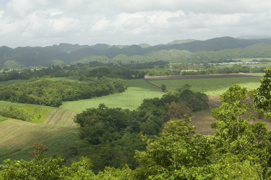 Worthy Park Sugar Estate